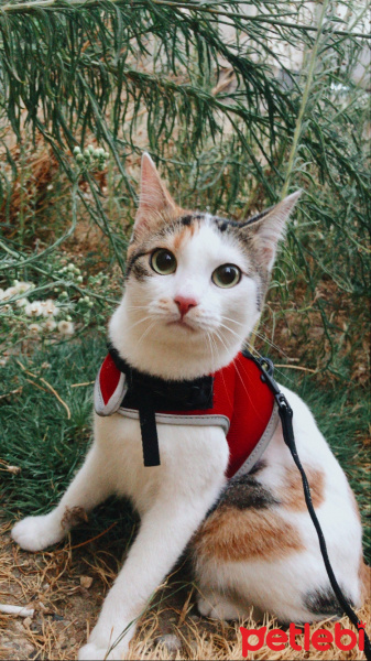 Sarman, Kedi  Bal fotoğrafı