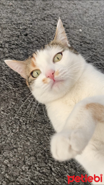 Sarman, Kedi  Bal fotoğrafı