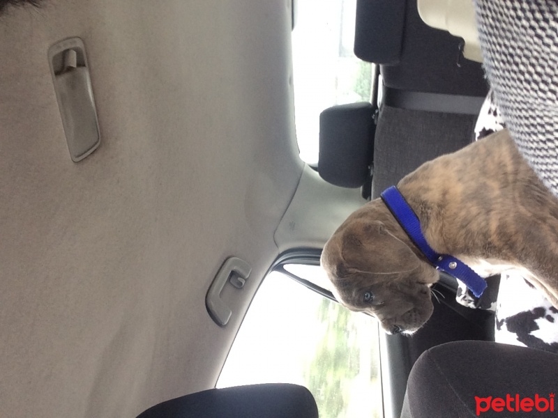 Cane Corso Italiano, Köpek  Kıtmir fotoğrafı