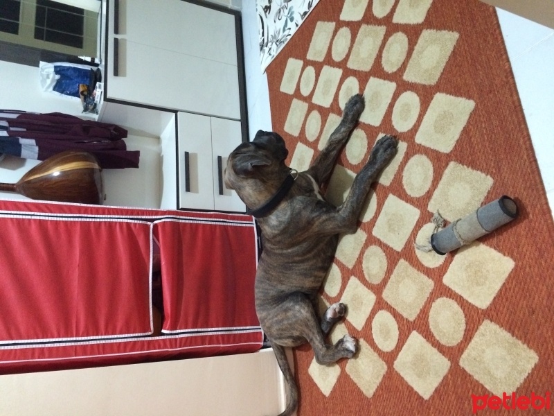 Cane Corso Italiano, Köpek  Kıtmir fotoğrafı