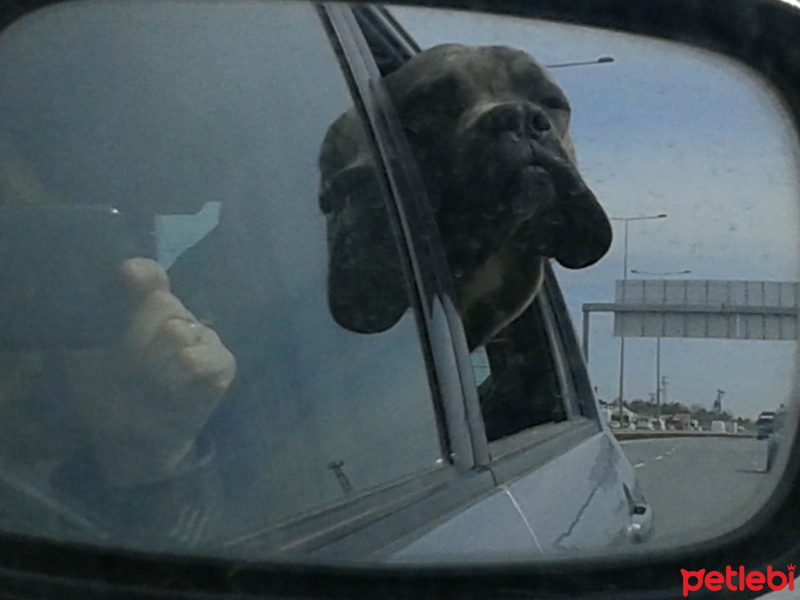 Cane Corso Italiano, Köpek  Kıtmir fotoğrafı