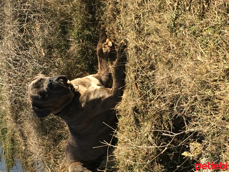 Cane Corso Italiano, Köpek  Kıtmir fotoğrafı