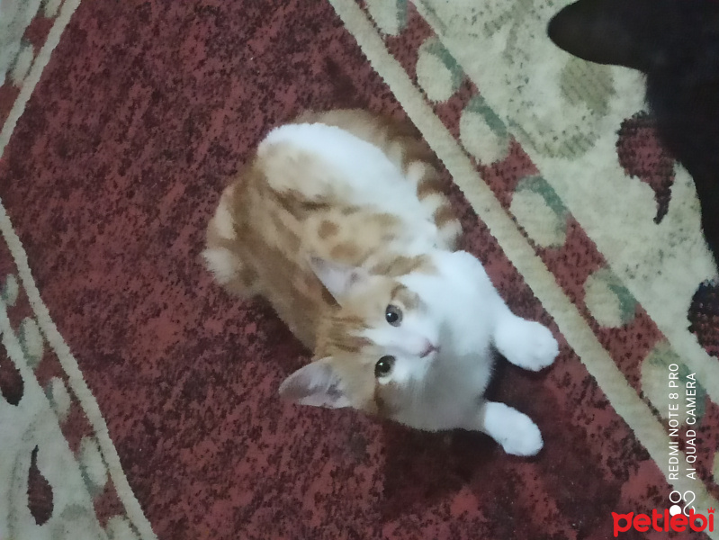 Sarman, Kedi  Sarman fotoğrafı
