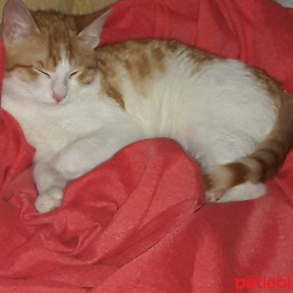 Sarman, Kedi  Sarman fotoğrafı