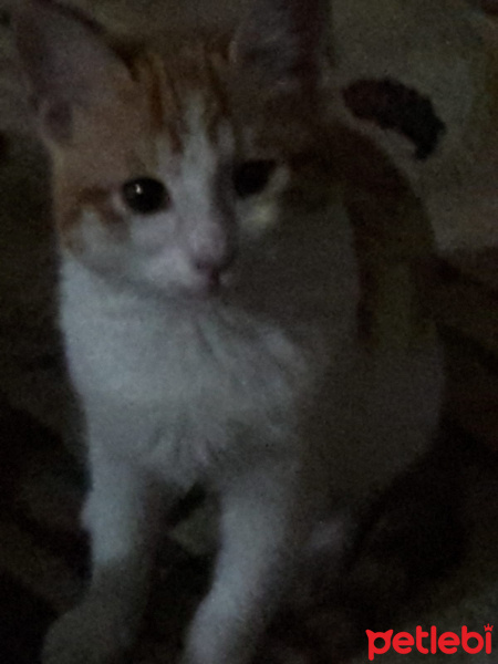 Sarman, Kedi  Sarman fotoğrafı