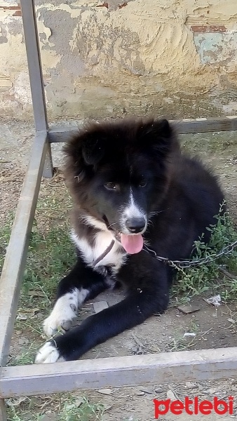Samoyed, Köpek  Meks fotoğrafı
