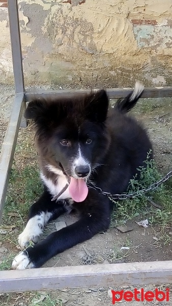 Samoyed, Köpek  Meks fotoğrafı