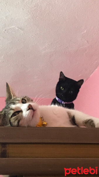 Bombay, Kedi  casper fotoğrafı