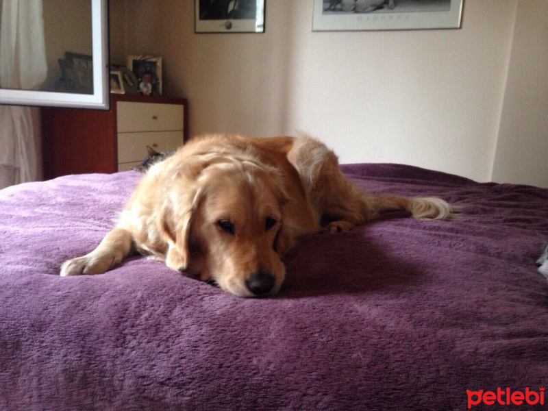 Golden Retriever, Köpek  Bal fotoğrafı