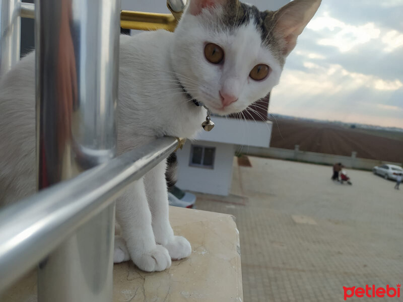 Tekir Kedi, Kedi  Bal fotoğrafı