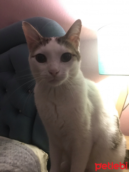 Tekir Kedi, Kedi  Loki fotoğrafı