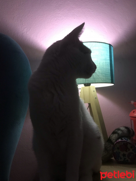 Tekir Kedi, Kedi  Loki fotoğrafı