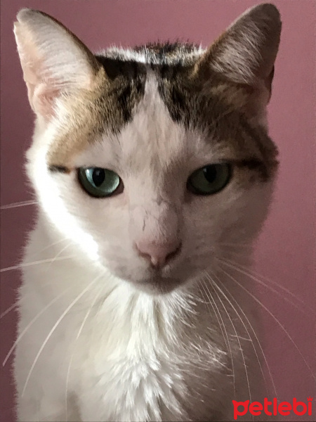 Tekir Kedi, Kedi  Loki fotoğrafı