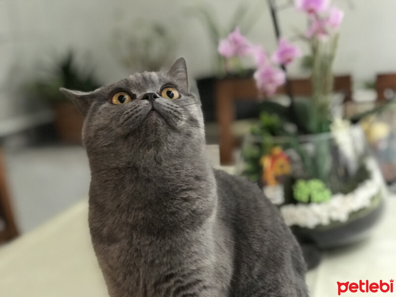 British Shorthair, Kedi  Midye fotoğrafı