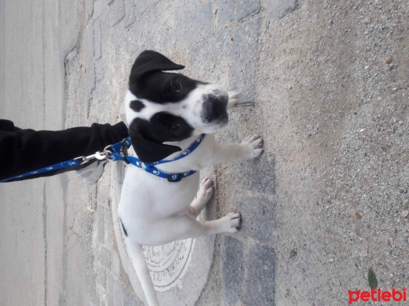Dogo Arjantin, Köpek  Zeus fotoğrafı