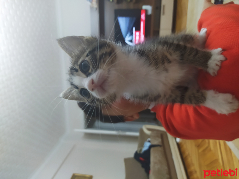 Ankara Kedisi, Kedi  Külkedisi fotoğrafı