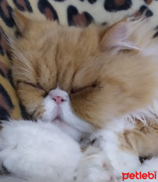 İran Kedisi (Persian), Kedi  Hürrem fotoğrafı