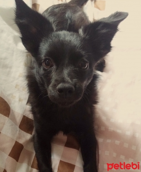 Pappilon, Köpek  Maya fotoğrafı