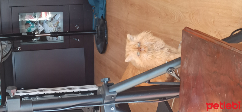 İran Kedisi (Persian), Kedi  Çakır fotoğrafı
