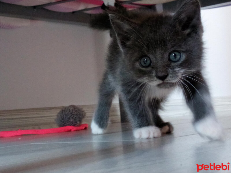 Tekir Kedi, Kedi  uslu kate fotoğrafı