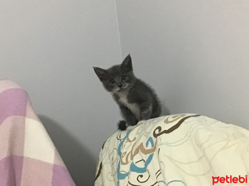 Tekir Kedi, Kedi  uslu kate fotoğrafı