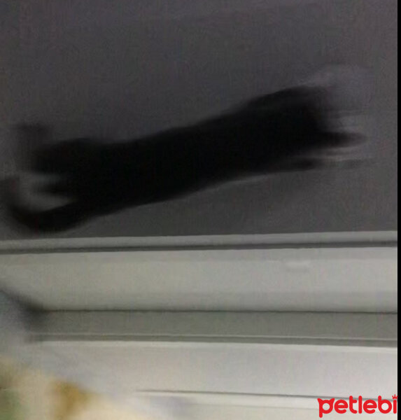 Tekir Kedi, Kedi  uslu kate fotoğrafı