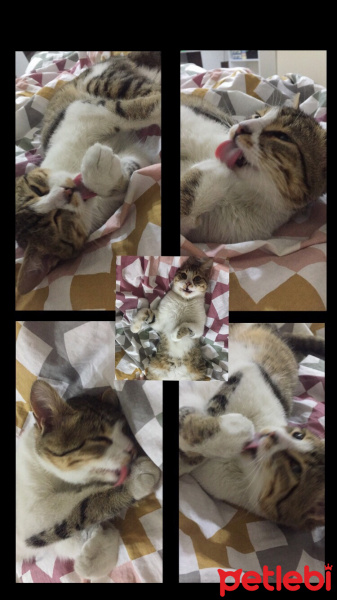 Tekir Kedi, Kedi  Benek fotoğrafı