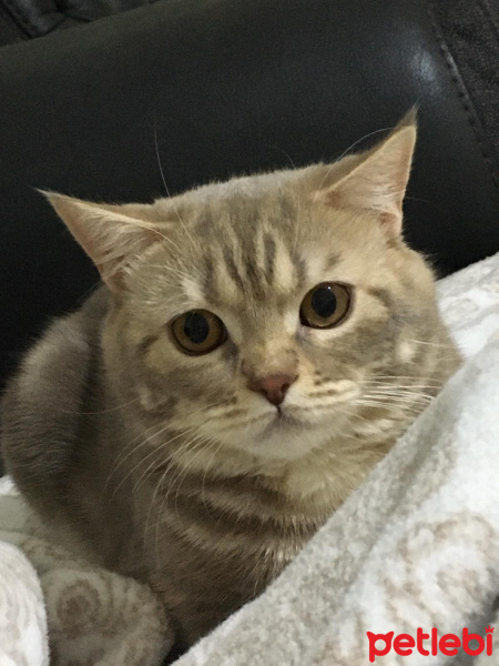 British Shorthair, Kedi  Gofret fotoğrafı