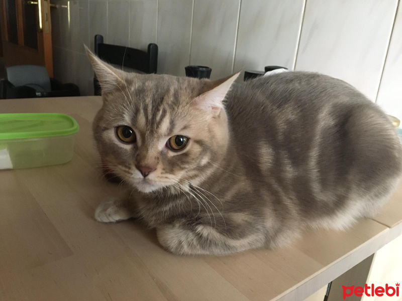British Shorthair, Kedi  Gofret fotoğrafı