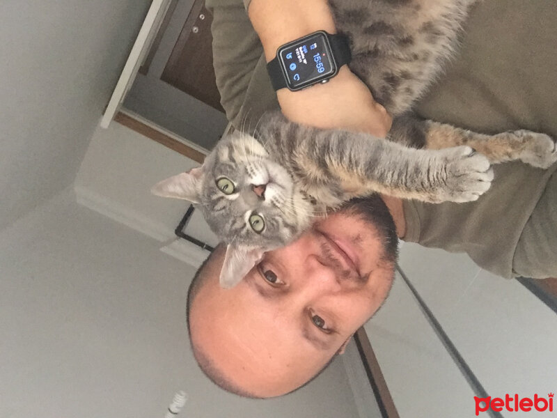 Tekir Kedi, Kedi  Tommy fotoğrafı