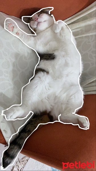 Tekir Kedi, Kedi  Çizgi fotoğrafı