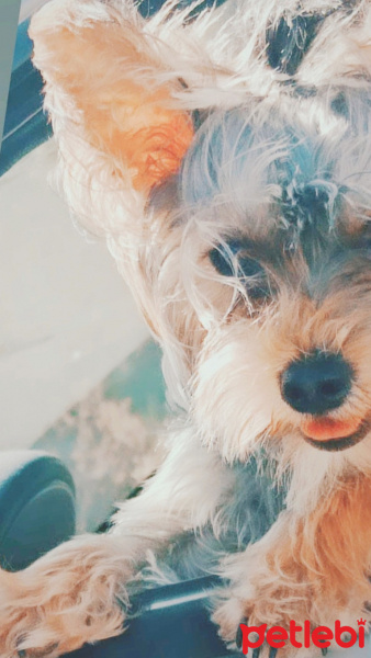 Yorkshire Terrier, Köpek  HERA fotoğrafı