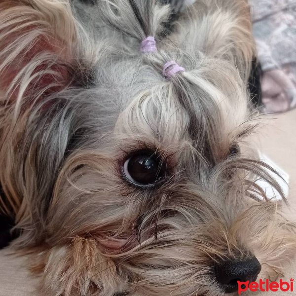 Yorkshire Terrier, Köpek  HERA fotoğrafı
