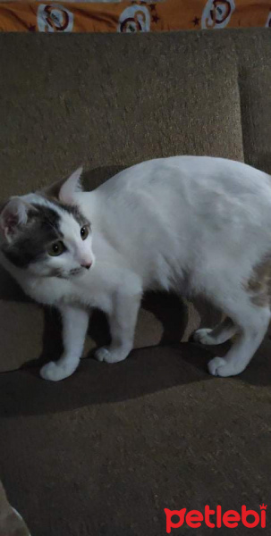 Tekir Kedi, Kedi  Sütlaç fotoğrafı