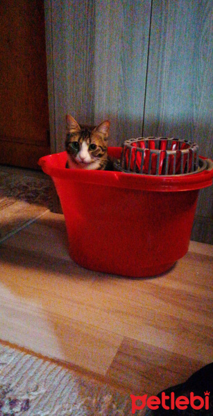 Tekir Kedi, Kedi  Duman fotoğrafı