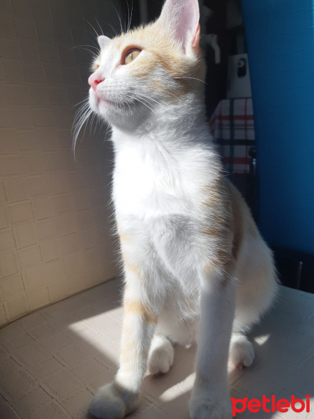 Sarman, Kedi  Lucy fotoğrafı