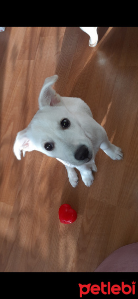 Staffordshire Bull Terrier, Köpek  Linda fotoğrafı