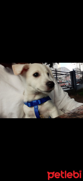 Staffordshire Bull Terrier, Köpek  Linda fotoğrafı