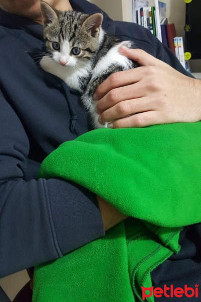 Sarman, Kedi  Misket fotoğrafı