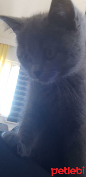 British Shorthair, Kedi  me(mi) fotoğrafı