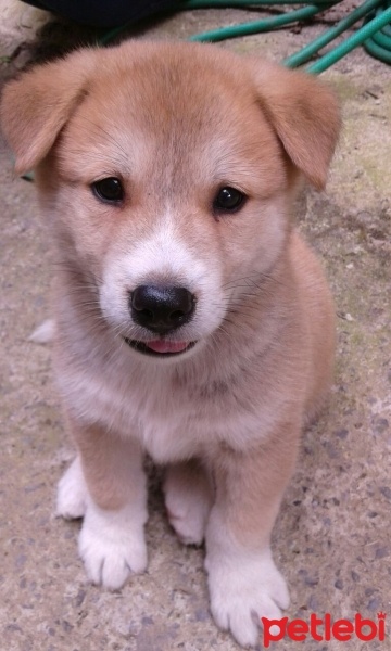 Akita İnu, Köpek  Rex fotoğrafı