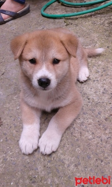 Akita İnu, Köpek  Rex fotoğrafı