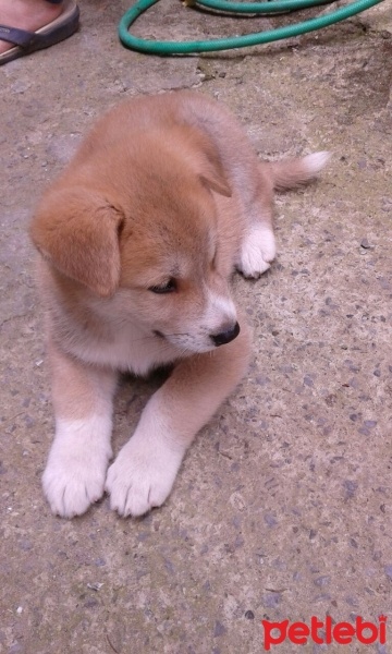 Akita İnu, Köpek  Rex fotoğrafı