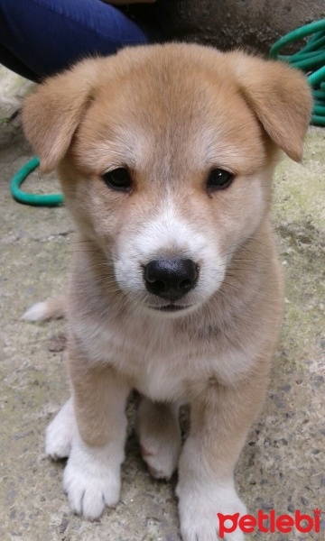 Akita İnu, Köpek  Rex fotoğrafı