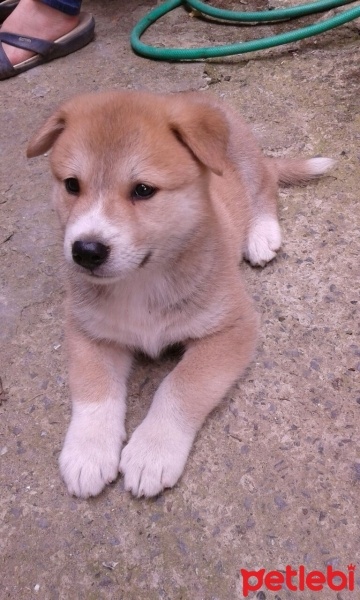 Akita İnu, Köpek  Rex fotoğrafı