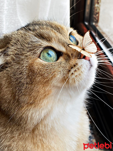 Scottish Fold, Kedi  Mila fotoğrafı