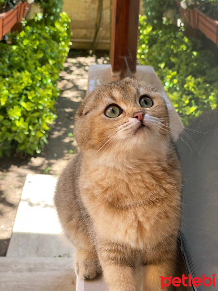 Scottish Fold, Kedi  Mila fotoğrafı