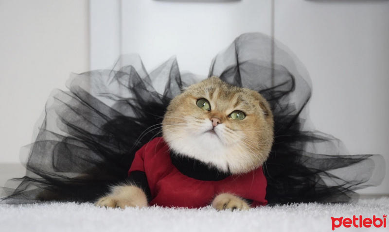 Scottish Fold, Kedi  Mila fotoğrafı