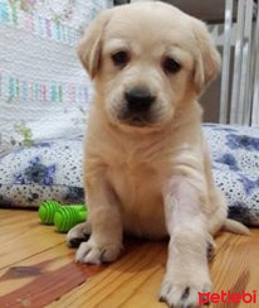 Golden Retriever, Köpek  gofret fotoğrafı