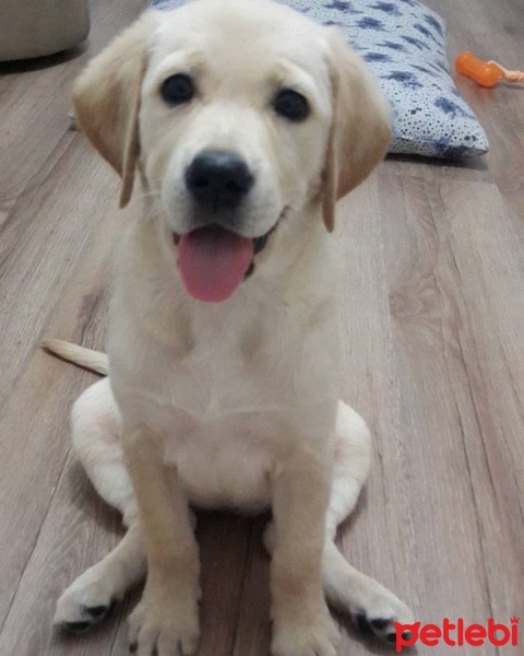 Golden Retriever, Köpek  gofret fotoğrafı